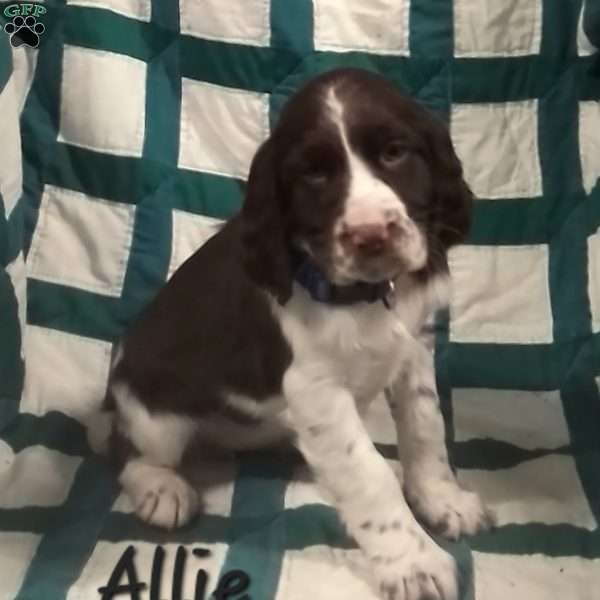 Allie, English Springer Spaniel Puppy