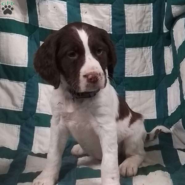 Nina, English Springer Spaniel Puppy