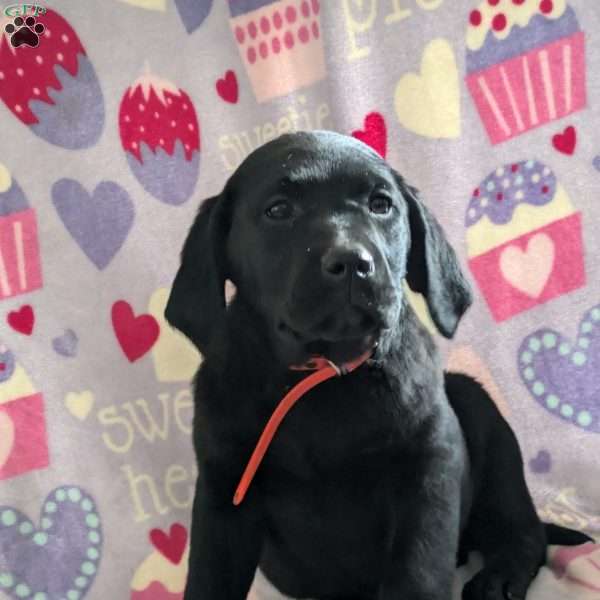 Sparkle, Golden Labrador Puppy