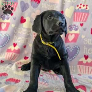 Silver, Golden Labrador Puppy