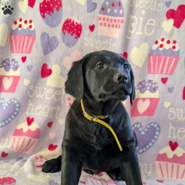 Silver, Golden Labrador Puppy