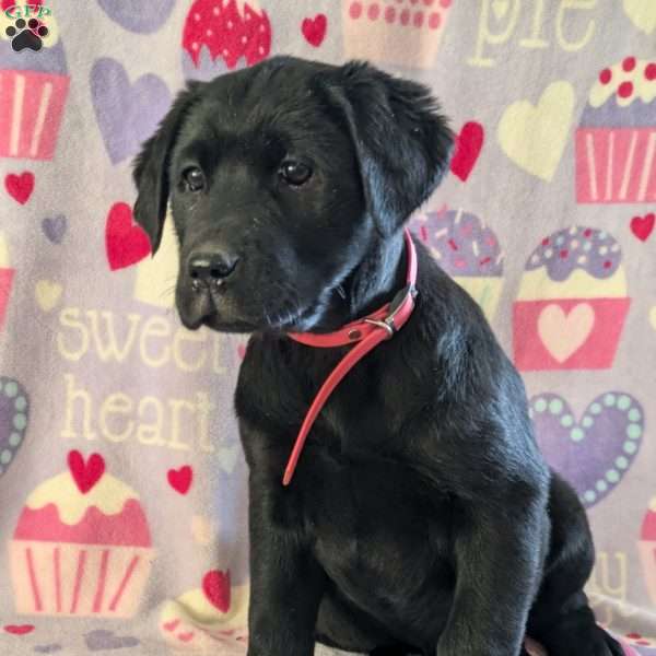 Sugar, Golden Labrador Puppy