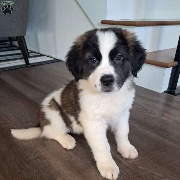 shelly, Saint Bernard Puppy