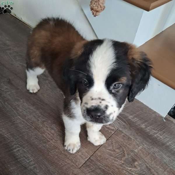 wren, Saint Bernard Puppy