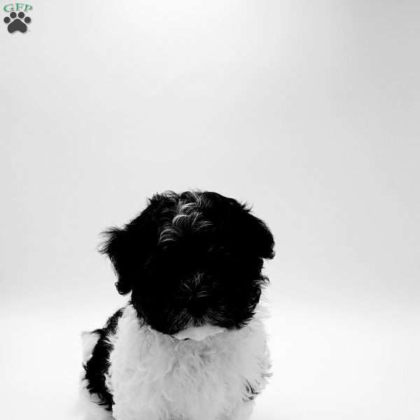 Miley, Havanese Puppy