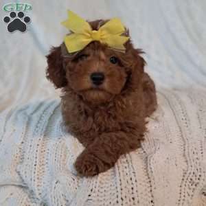 Theodore, Toy Poodle Puppy