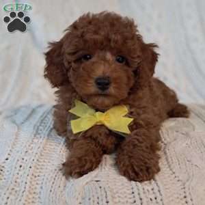 Theodore, Toy Poodle Puppy