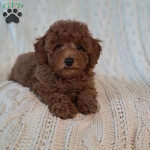 Theodore, Toy Poodle Puppy