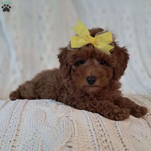 Theodore, Toy Poodle Puppy