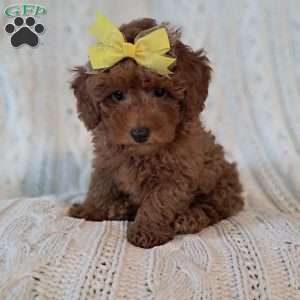 Theodore, Toy Poodle Puppy