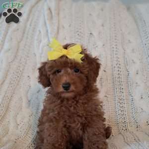 Theodore, Toy Poodle Puppy