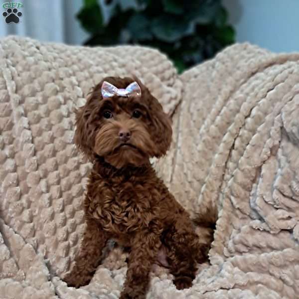 Ariel, Cockapoo Puppy