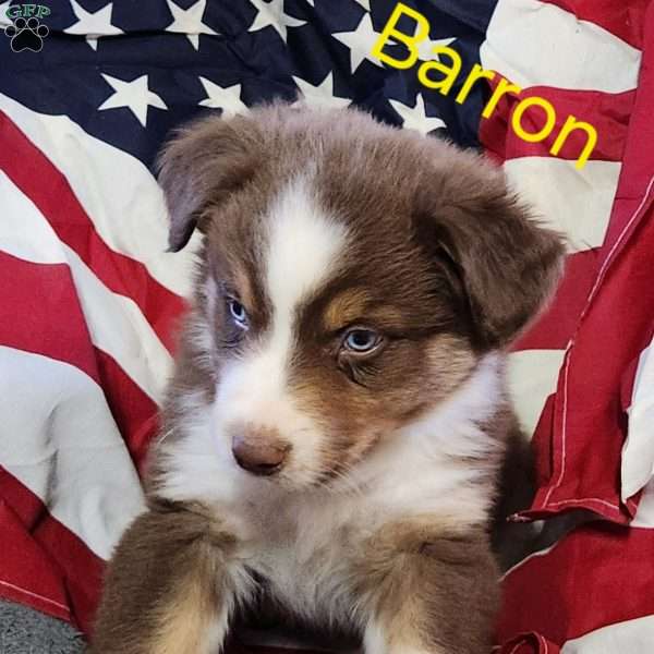 Barron, Australian Shepherd Puppy