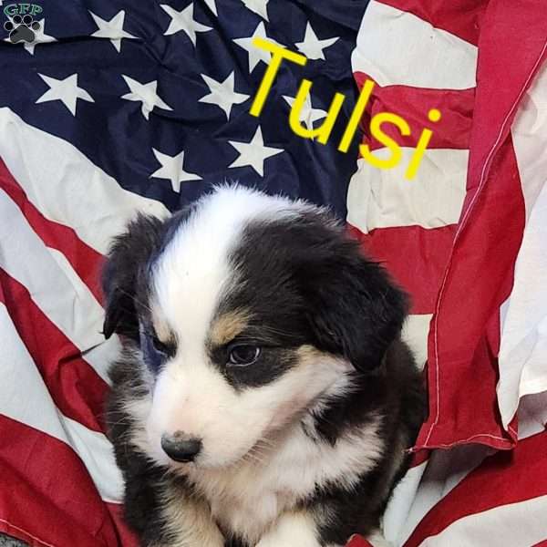 Tulsi, Australian Shepherd Puppy