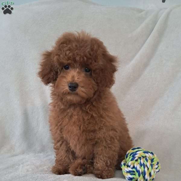 Theodore, Toy Poodle Puppy