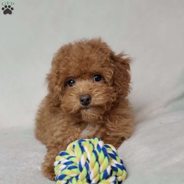 Ashley, Toy Poodle Puppy