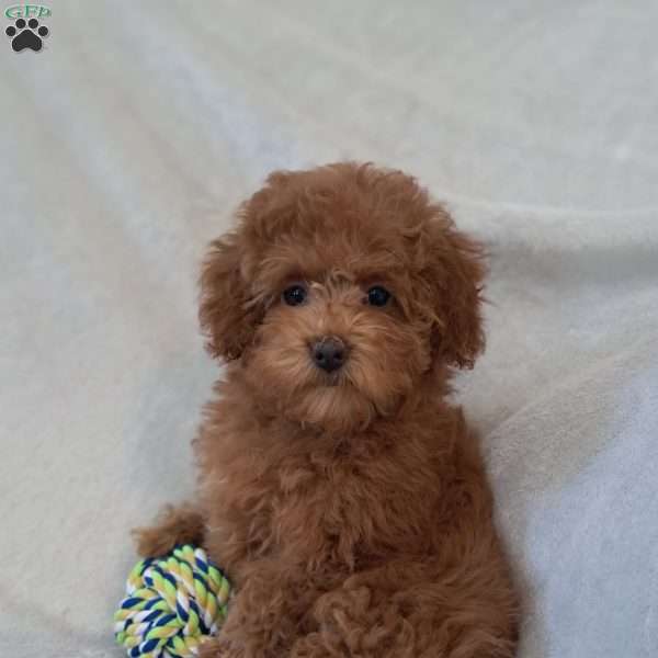 Holly, Toy Poodle Puppy