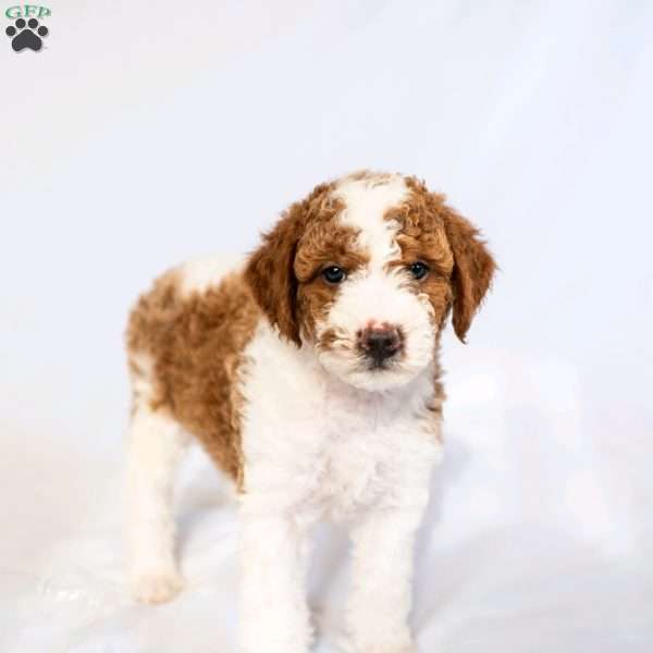 Cider, Miniature Poodle Puppy