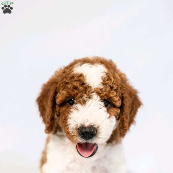 Honey, Miniature Poodle Puppy