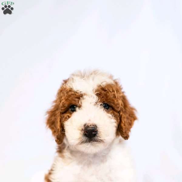 Golden Rod, Miniature Poodle Puppy