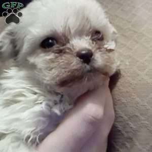 Twinkle, Shih-Poo Puppy