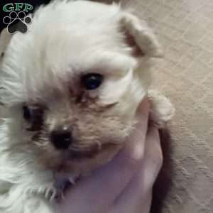 Twinkle, Shih-Poo Puppy