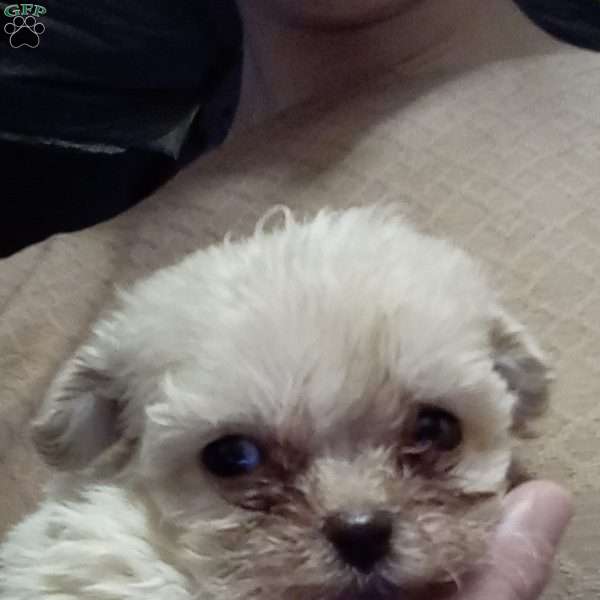 Twinkle, Shih-Poo Puppy