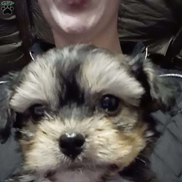 Topper, Shih-Poo Puppy