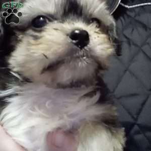 Topper, Shih-Poo Puppy