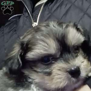 Topper, Shih-Poo Puppy