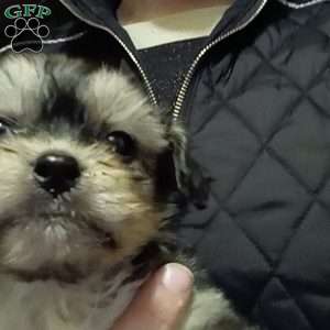 Topper, Shih-Poo Puppy