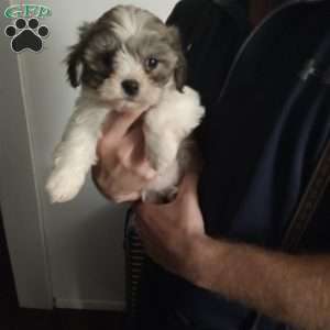 Belle, Shih-Poo Puppy