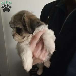 Belle, Shih-Poo Puppy