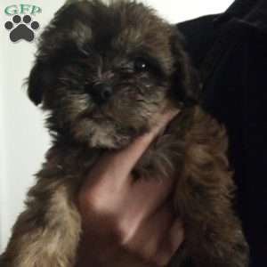 Cookie, Shih-Poo Puppy