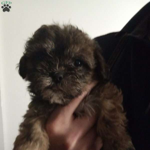 Cookie, Shih-Poo Puppy