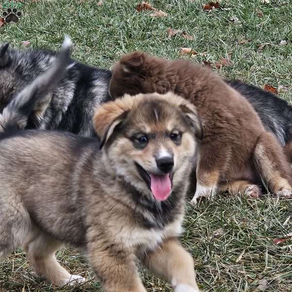 Smokey, Siberian Husky Mix Puppy