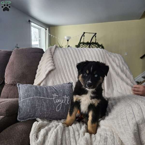 Frosty, Siberian Husky Mix Puppy