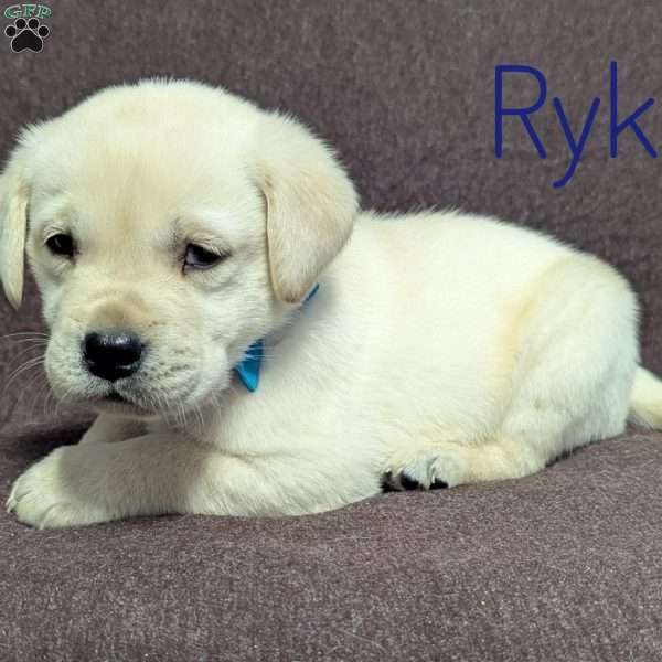 Ryker, Yellow Labrador Retriever Puppy