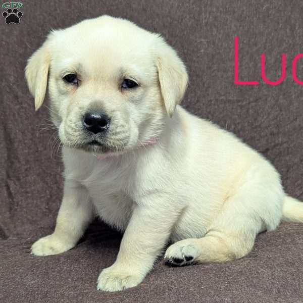 Lucy, Yellow Labrador Retriever Puppy