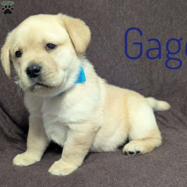 Gage, Yellow Labrador Retriever Puppy