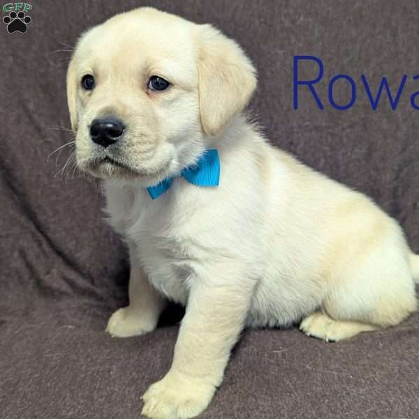 Rowan, Yellow Labrador Retriever Puppy