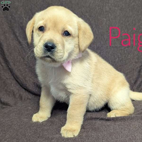 Paige, Yellow Labrador Retriever Puppy