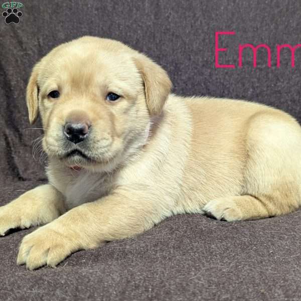 Emma, Yellow Labrador Retriever Puppy