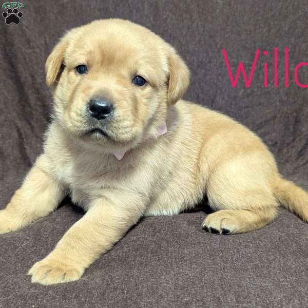 Willow, Yellow Labrador Retriever Puppy