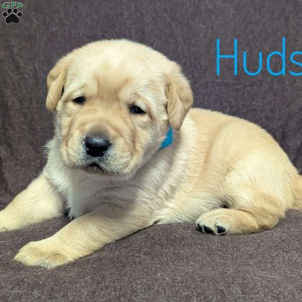 Hudson, Yellow Labrador Retriever Puppy