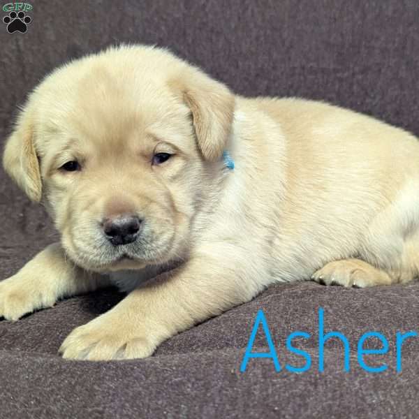 Asher, Yellow Labrador Retriever Puppy