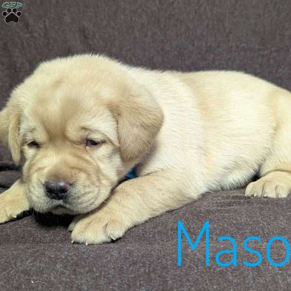 Mason, Yellow Labrador Retriever Puppy