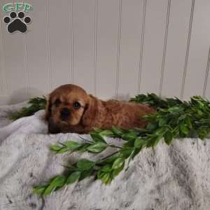 Amber, Cavalier King Charles Spaniel Puppy