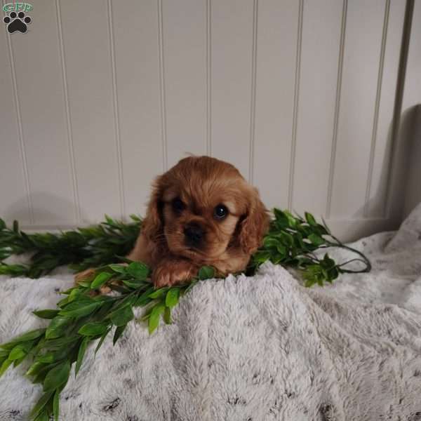 Amber, Cavalier King Charles Spaniel Puppy