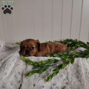 Beau, Cavalier King Charles Spaniel Puppy